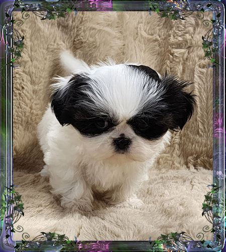 Tiny little female chinese imperial shih tzu puppies for sale teacup